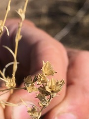 Microgilia minutiflora