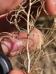 Microgilia minutiflora