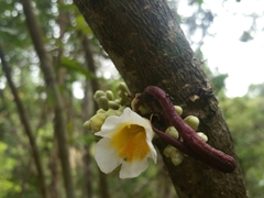 Colea
