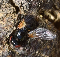 Ulidia apicalis
