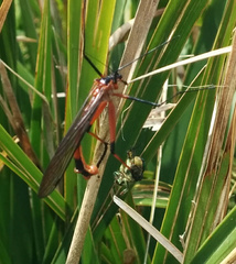 Harpobittacus