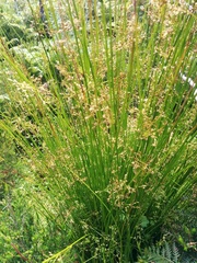 Juncus pauciflorus