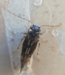 Myopsocidae