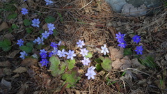 Hepatica nobilis