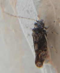 Myopsocidae