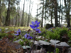 Hepatica nobilis