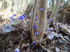 Hepatica nobilis