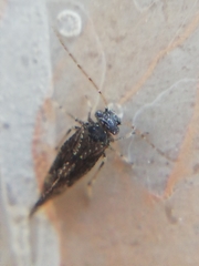Myopsocidae