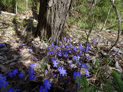 Hepatica nobilis