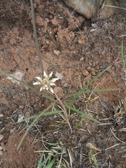 Cynanchum junciforme