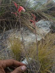 Aloe parvula image