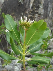 Craspidospermum verticillatum image