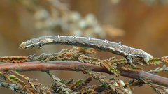 Perconia strigillaria