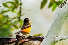 Ramphocelus flammigerus flammigerus