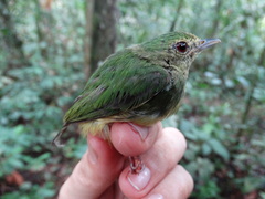 Lepidothrix coronata