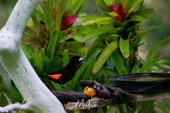 Ramphocelus flammigerus flammigerus