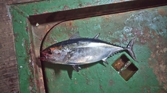 Thunnus atlanticus