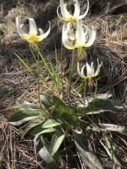 Erythronium citrinum