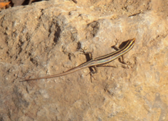 Cryptoblepharus renschi