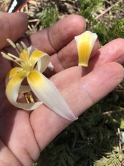 Erythronium citrinum