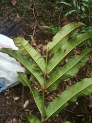 Colea