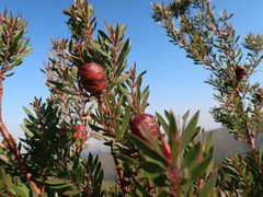Leucadendron conicum