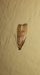 Glyphidocera democratica