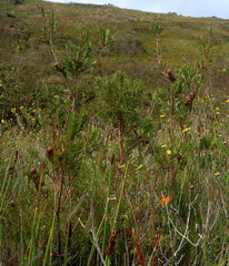 Leucadendron conicum