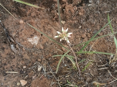 Cynanchum junciforme