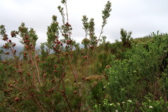 Leucadendron conicum