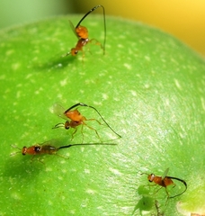 Philotrypesis caricae