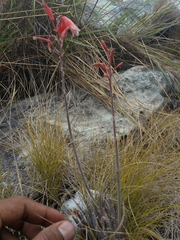 Aloe parvula image