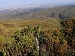 Leucospermum glabrum