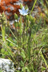 Lomatogonium carinthiacum