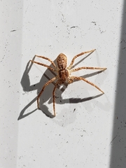 Philodromus dispar