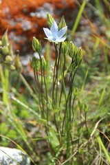 Lomatogonium carinthiacum