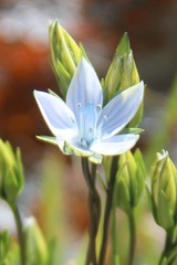 Lomatogonium carinthiacum