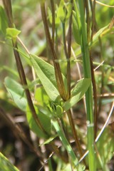 Lomatogonium carinthiacum