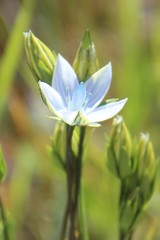 Lomatogonium carinthiacum