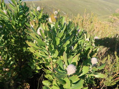 Leucospermum glabrum