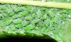 Hyalopterus amygdali