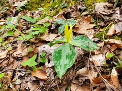 Trillium luteum