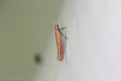 Ypsolopha unicipunctella