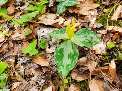 Trillium luteum