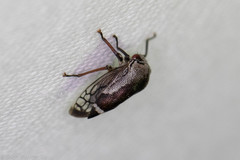 Xantholobus nigrocinctus