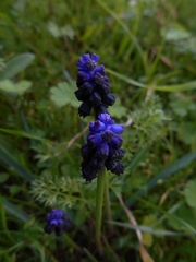 Muscari commutatum