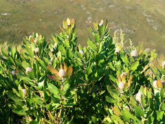Leucospermum glabrum
