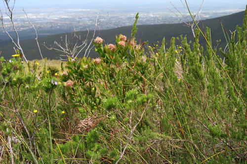 Image of Leucospermum glabrum by no rights reserved