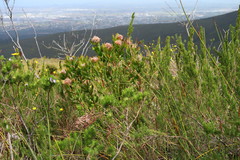 Leucospermum glabrum