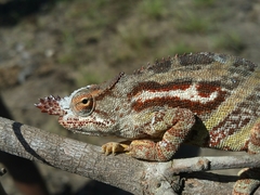 Furcifer minor